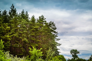 Fototapeta premium Coniferous forest against the sky