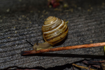 Snail on the slate floor