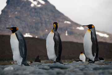 Fototapeta na wymiar King Penguins on Salisbury plains