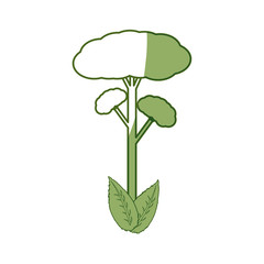 isolated big tree icon vector illustration graphic design