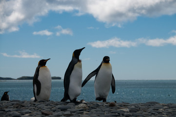 Obraz premium King Penguins on Salisbury plains