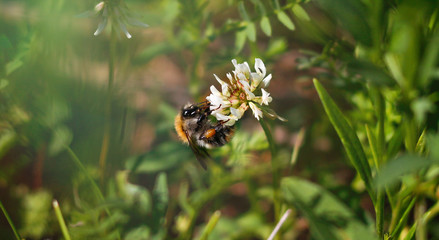 Bumblebee sitting on a flower. Closeup