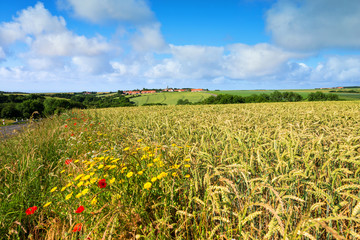 village perdu dans les blés