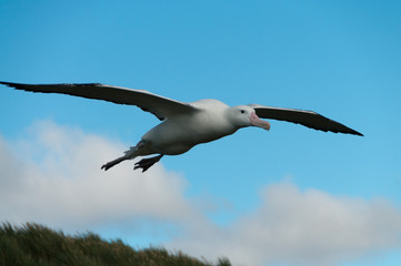 Obraz premium Wandering Albatross in Flight
