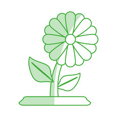 flower vector illustration