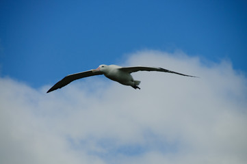 Wandering Albatross in Flight