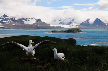 Wandering Albatross Couple raising wings.
