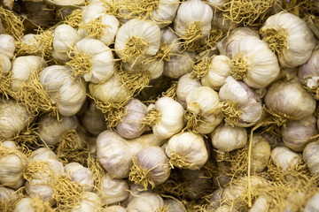 Common Garlic