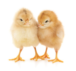 Obraz premium Two chickens.