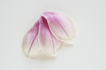 magnolia
