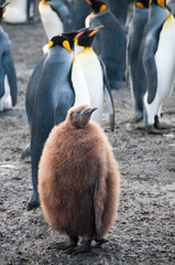 King Penguins on Gold Harbour