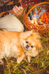 A dog is a human best friend. Pekingese light red color resting in the field on a picnic likes sweets in the grass and flowers enjoying of rays of the warm sun