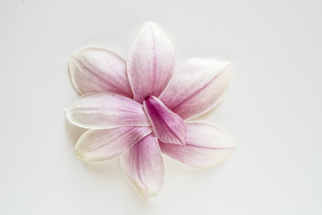 Obraz na płótnie Canvas magnolia