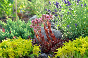 Naklejka premium sempervivum