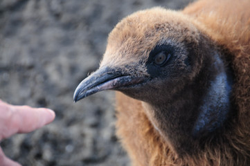 King Penguins on Gold Harbour