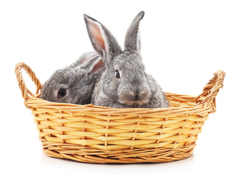 Little Bunnies In A Basket.