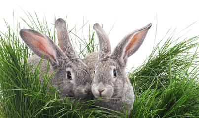 Grey rabbits.