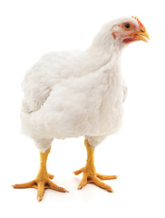 White hen.