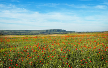 Spring flowers in field. Beautiful landscape. Composition of nature