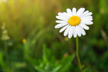 Fototapeta premium Closeup photo of a chamomile flower. Lonely daisy during sunset