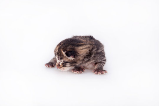 Small blind kitten on a white background. First day after birth.