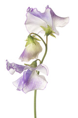 sweet pea flower isolated
