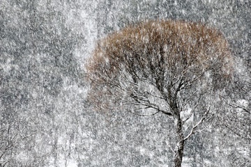 Tree and Snowfall