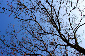 Walnut tree without leaves with blue sky in background