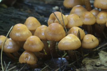 Sheathed woodtuft