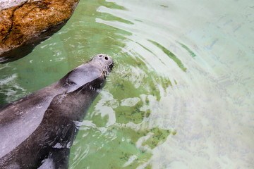 Honolulu, Hawaii, USA - May 28, 2016: Close up image of a Hawaiian Monk Seal at the Waikiki Aquarium.