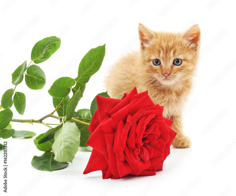 Canvas Prints brown kitten and a red rose.