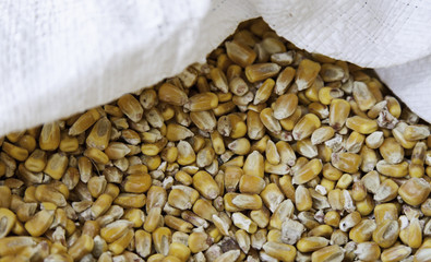 Detail of raw corn in a sack of esparto