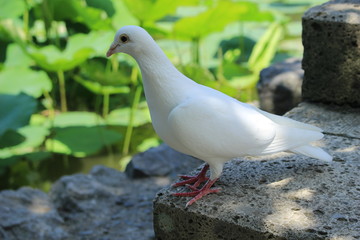 白い鳩
