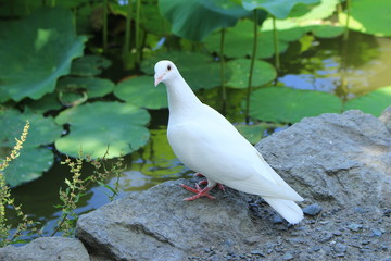 白い鳩