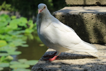 白い鳩