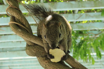 りんごを食べる台湾リス