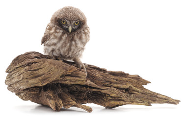 Little owl on a tree.