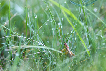 little grasshopper on grass