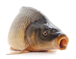 Big carp.