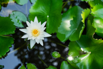 Beautiful white flowers texture background