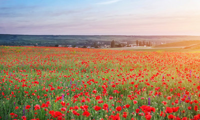 Field with red poppies, colorful flowers against the sunset sky