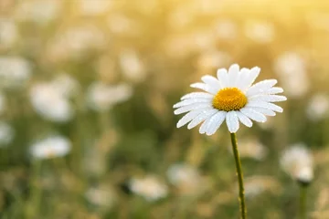 Papier peint photo Marguerites Closeup photo of a chamomile flower. Lonely daisy during sunset  © es0lex