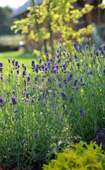 Lavender © Bydlinska