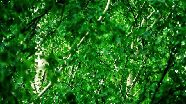 Slow motion close-up shot of waving birch leaves and branches in summer