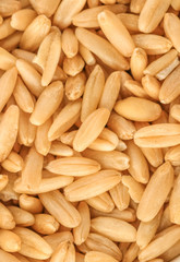 Oats　えん麦、オーツ麦、からす麦