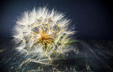 Dandelion dried had ready to fly on summer wind