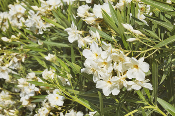 rhododendron white flowers. Blooming bush