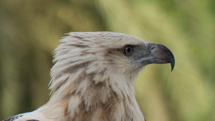 closeup head of sea eagle bird is looking somthing in the right 
