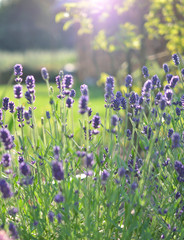 Lavender © Bydlinska