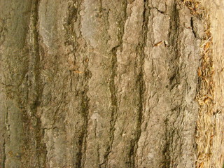 Structure of a tree. Forest view